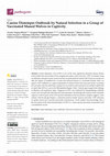 Research paper thumbnail of Canine Distemper Outbreak by Natural Infection in a Group of Vaccinated Maned Wolves in Captivity