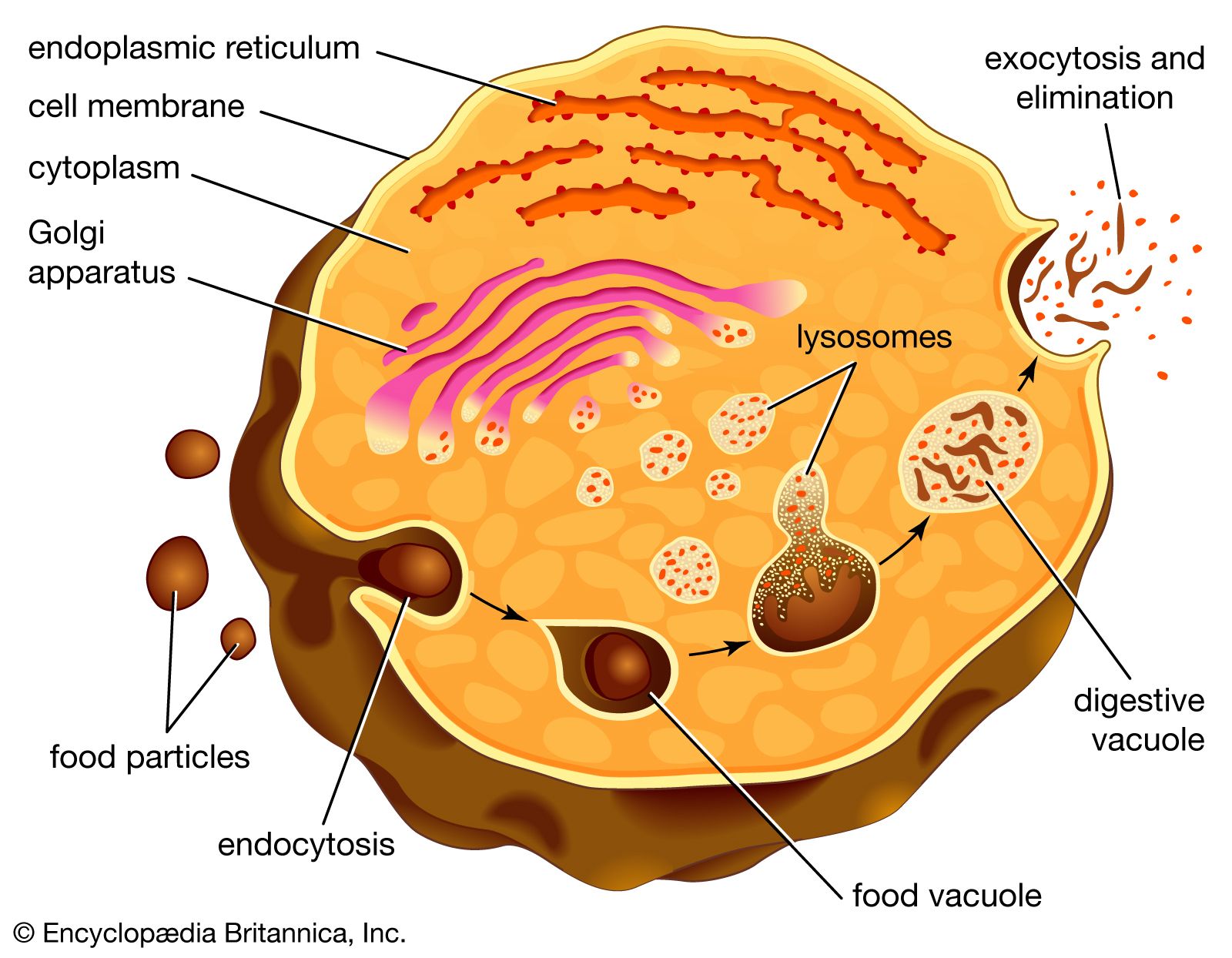 Digestive vacuole
