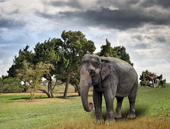 Asian elephant