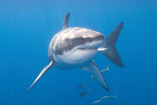 white shark (Carcharodon carcharias)