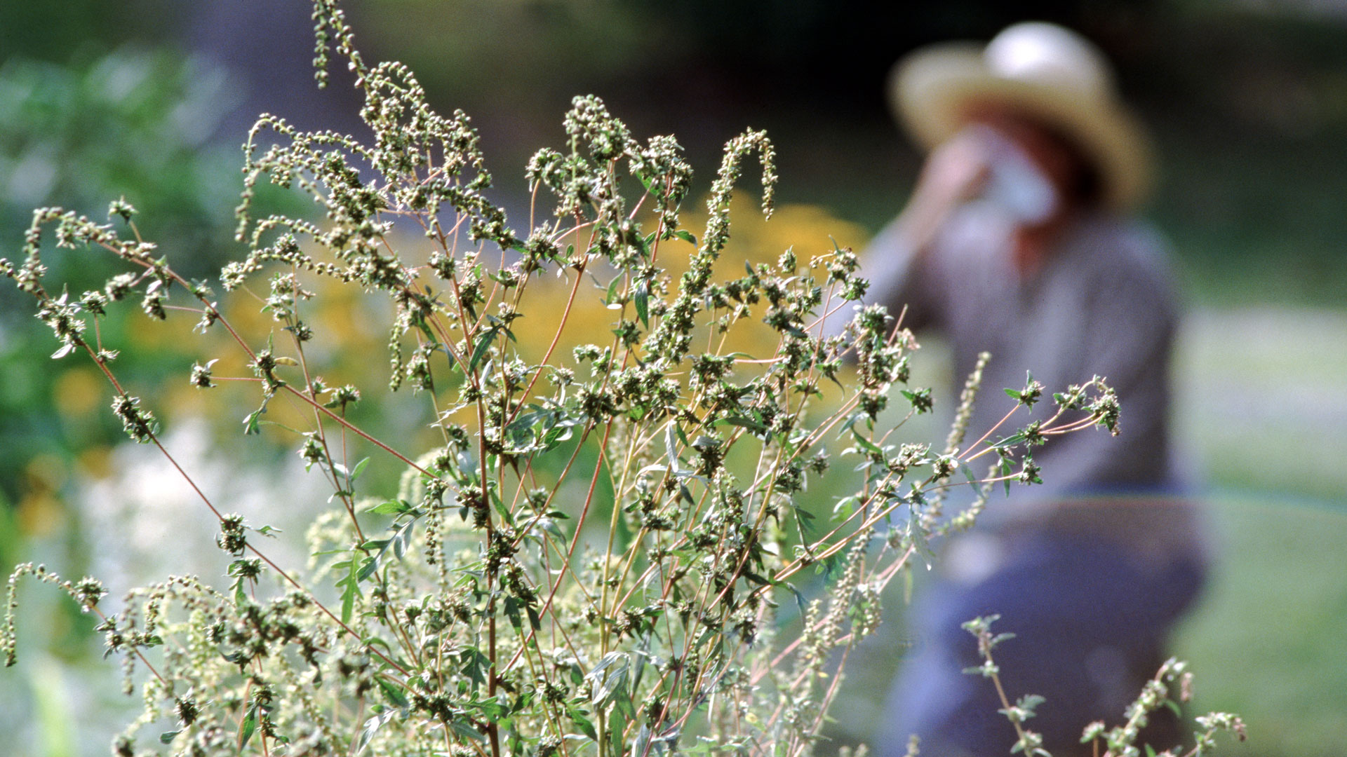 Allergy season symptoms: Image shows woman in field