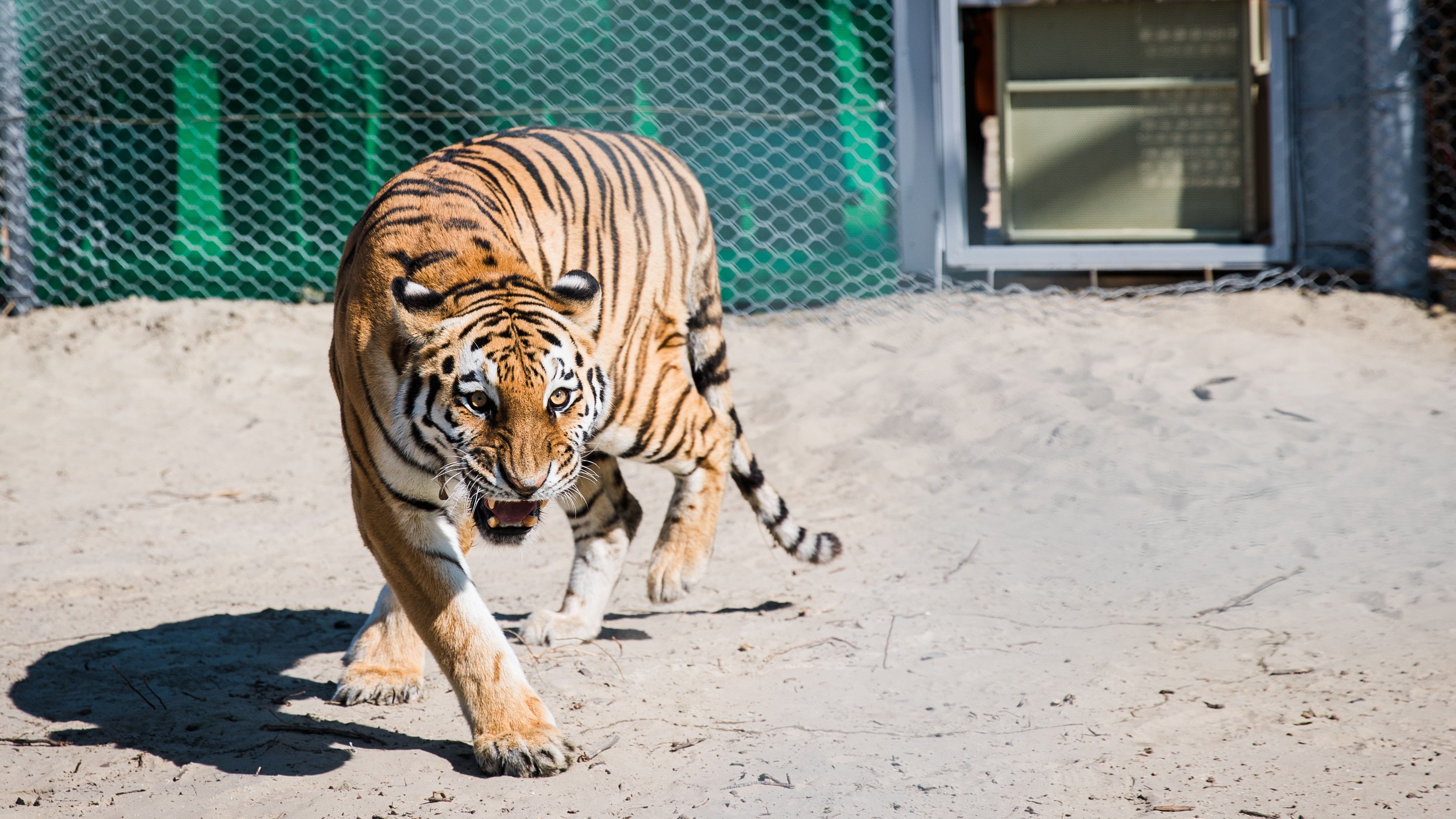 A photo of an Amur tiger being released into an enclosure in  Kazakhstan. 