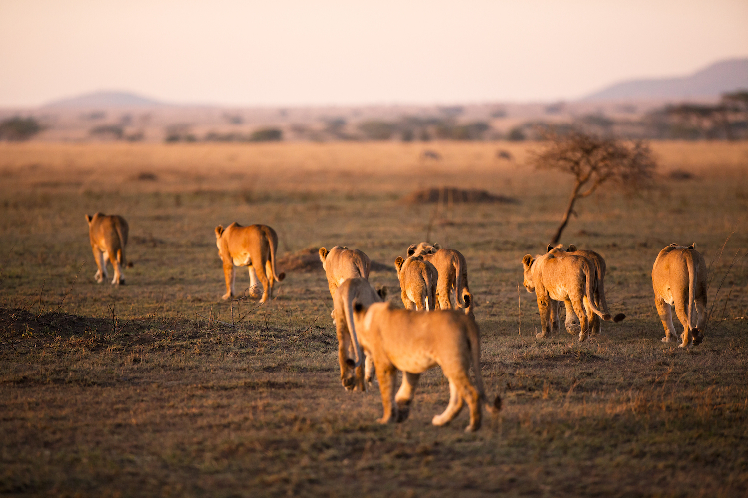 Lion pride in Tanzania. 