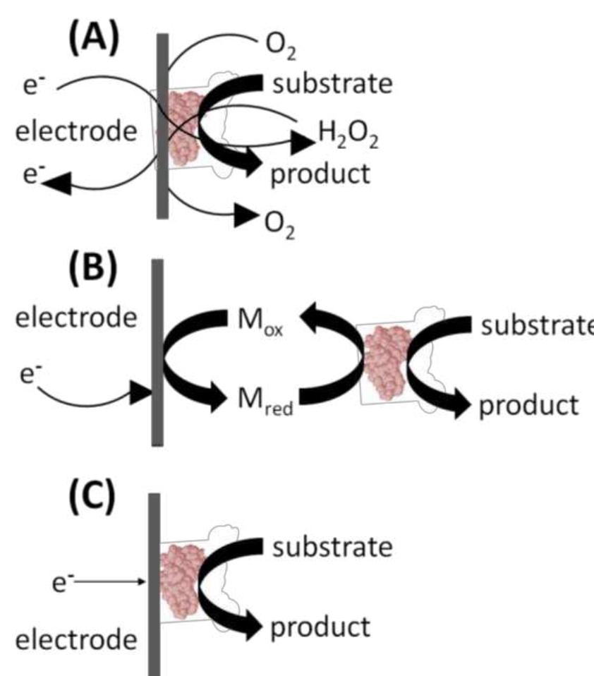 edi  ion po ranspo oly (vin lose p  ylim  rporation of a syntl roduction of HO» [6 ators to facili rotein layer resulti mediator  n reduced and oxidized tential) [7]. The m rt between the electrode su  tate the tra ng i  nerates the FAD,  me, have forms, al  ced enzy  idazole) and poly(vinylpy  roximity for the redox center of the polymers and th  esulting in  ted at the electrode surface, p  ediator may be di  nd generation biosensors addressed many of the lst gen hetic mediator—an electron shuttle molec ]. Direct electron transfer is nsfer because the n kinetically slow electron  FAD transfers multai  [7]. with a si  low solubility i re nontoxic, and h ssolved rface and the ridine) linked wit  not possi redox ce  e FA  ule—to rep e without  fast sensor response and hi  gh current output [7].  eration biosen ace dissolved O2 in uding some so is buried inside a on biosensor layout  inc  sor  nerati  Fig  ure  deal mediato  issues with  rt hi  2(B)). Then the rs reac mically 1.e., low its mas:  ium-complex electron D redox center Their use in 2nd gene  nzymes  ration biosensor:  partial pressure of Oz is difficult to control, leading to fluctuating amounts of the reagent present in the biosensor’s immediate environment [6]. Finally, a high voltage must be applied to induce oxidation o. hydrogen peroxide at the electrode surface. This will lead to redox of interfering electro-active specie: commonly present in the blood sample matrix, such as ascorbic acid, paracetamol, and uric acid [6]. 1 turn, this leads to a background signal from the other electroactive species which erodes the S/N ratic and the detection limits. Fortunately, interference due to electroactive species has since beer minimized by including selectively permeable membranes such as cellulose acetate or Nafion betweer the sample and the enzyme coated electrode. The applied detection potentials have also been reducec to 0O-0.2 V (vs. Ag/AgCl) to avoid the reduction- oxidation reactions of the interfering species [6].  