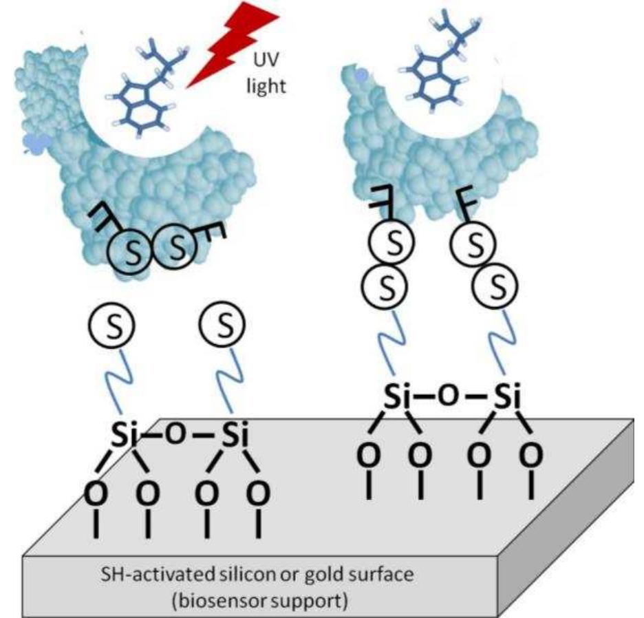 Figure 5. Light-assisted immobilization of proteins onto biosensor support using thiol attachment chemistry. 