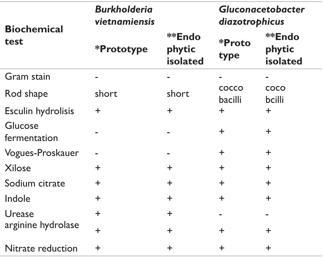 *Prototype strain response. **Recovered from inside of S. queretaroens! positive reaction (+); negative reaction (-).  Table 7 Biochemical profile of Burkholderia vietnamiensis and Gluconacetobacter diazotrophicusendophytes of Stenocereus queretaroensis in Zea mays and nitrogen fertilizer at 50% 