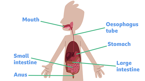 An illustration of the digestive system