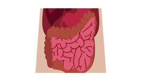 Intestines