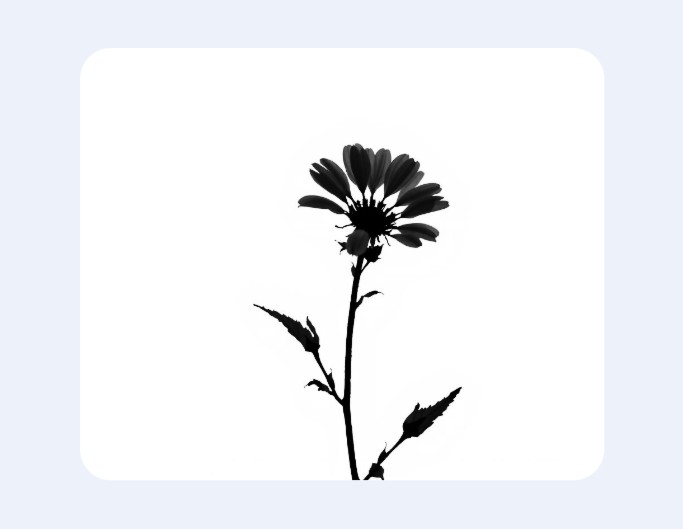 花のシルエット