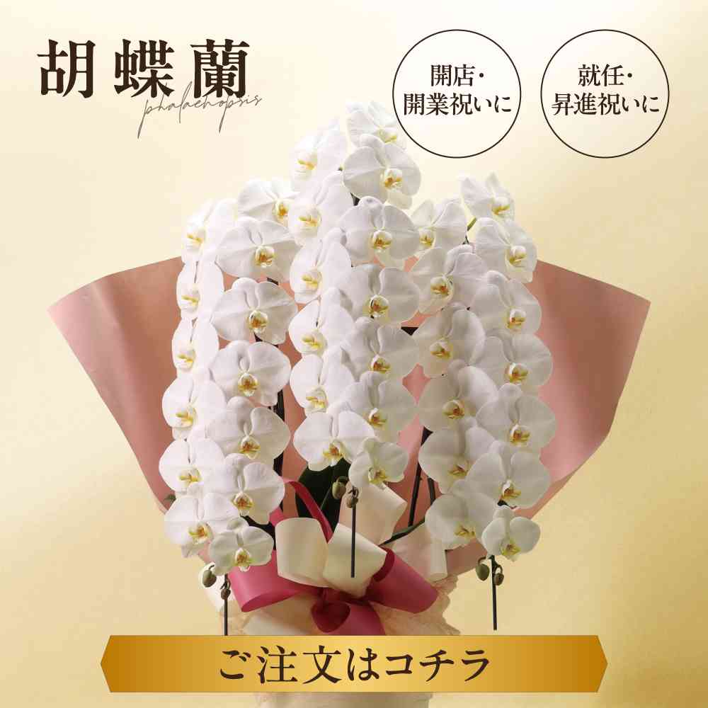 胡蝶蘭