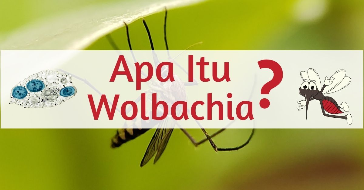 Mengenal wolbachia